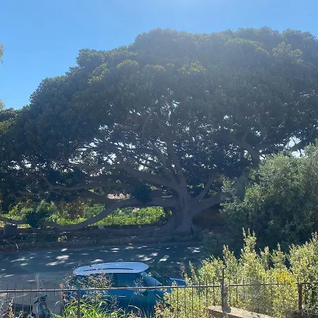 Al Ficus 阿格里真托